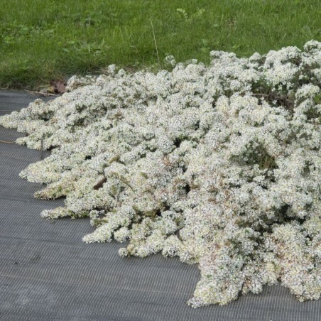 Aster Ericoides Snowflurry - Blanc
