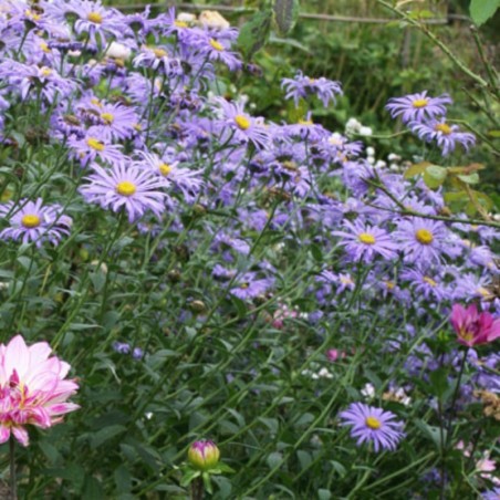 Aster Frikartii Mönch - Violet
