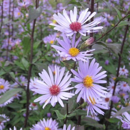 Aster Laevis Calliope - Violet