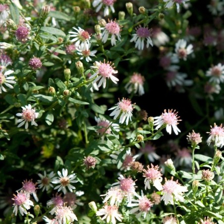Aster Lateriflorus Horizontalis - Blanc Coeur Jaune/Pourpre