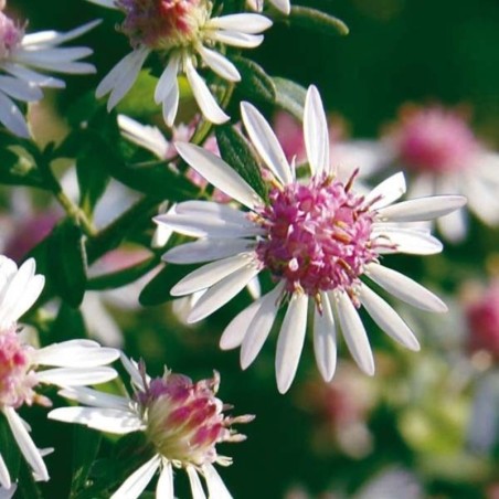 Aster Lateriflorus Lady In Black - Blanc Cœur Rose/Brun