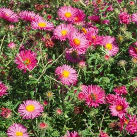 Aster Novi-Angliae Andenken An A.Pötschke - Rose Foncé