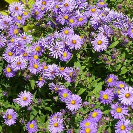 Aster Novi-Angliae Barr'S Blue - Bleu