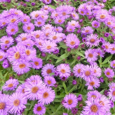 Aster Novi-Angliae Purple Dome - Pourpre