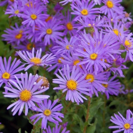 Aster Novi-Belgii Eventide - Violet