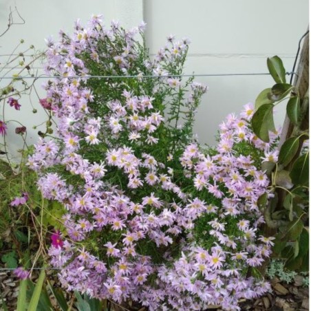 Aster Novi-Belgii Fellowship - Rose