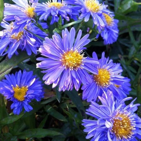 Aster Novi-Belgii Marie Ballard - Bleu