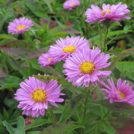 Aster Novi-Belgii Patricia Ballard - Rose