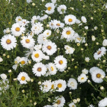 Aster Novi-Belgii White Ladies - Blanc