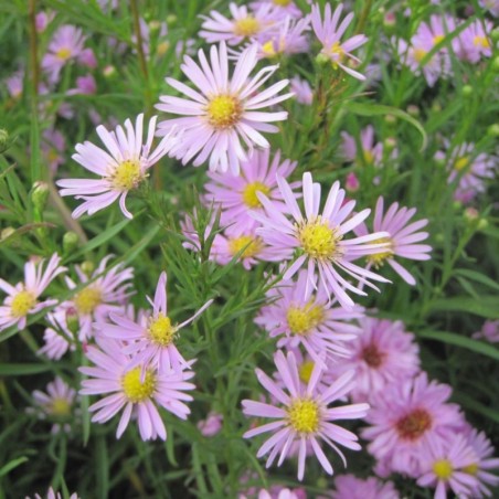 Aster Pink Star - Rose