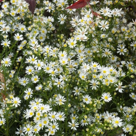 Aster Pringlei Monte Cassino - Blanc