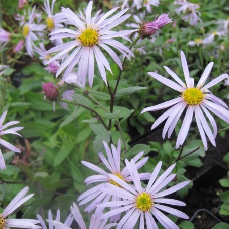 Aster Pyrenaeus Lutetia - Mauve