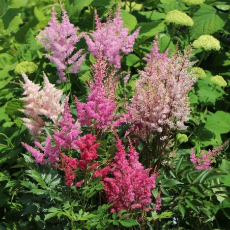 Astilbe Arendsii Anita Pfeiffer