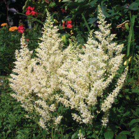 Astilbe Arendsii Astary - Blanc