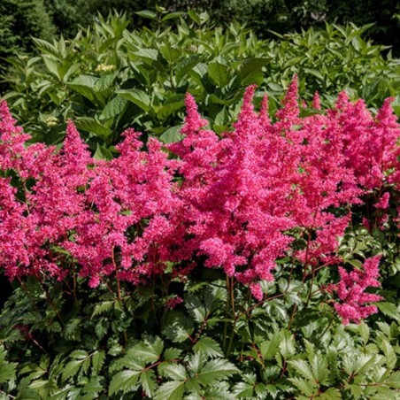 Astilbe Arendsii Astary - Rose