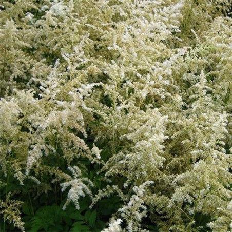Astilbe Arendsii Brautschleier - Blanc