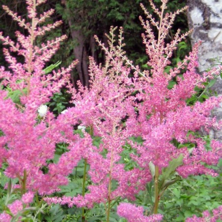 Astilbe Arendsii Cattleya - Rose Carmin