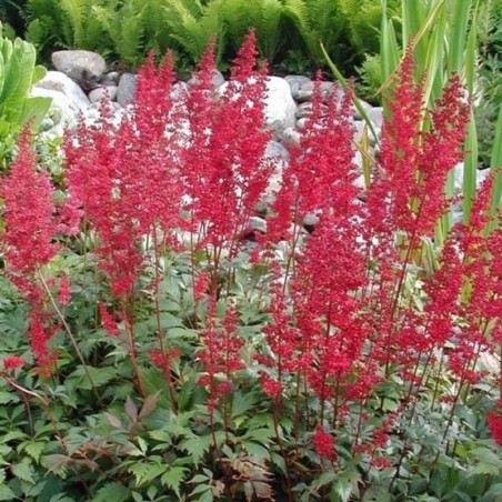 Astilbe Arendsii Fanal - Rouge