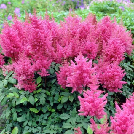 Astilbe Arendsii Federsee - Rose