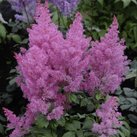 Astilbe Chinensis Pumila - Rose