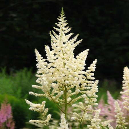 Astilbe Japonica Deutschland - Blanc