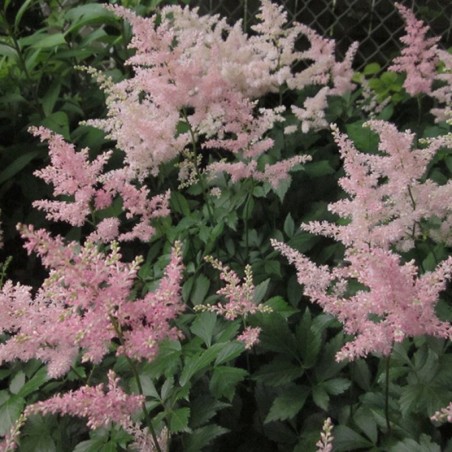 Astilbe Japonica Peach Blossom - Rose Saumon