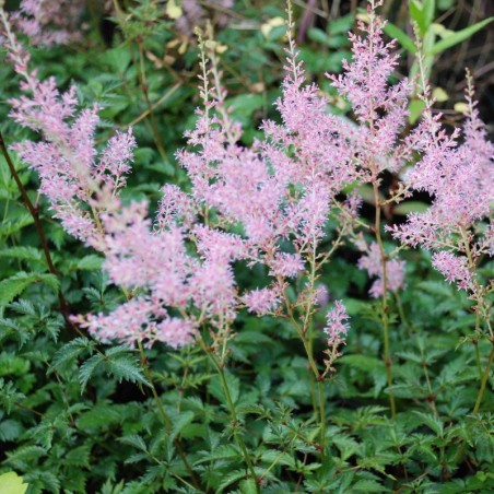Astilbe Simplicifolia Sprite - Rose Clair