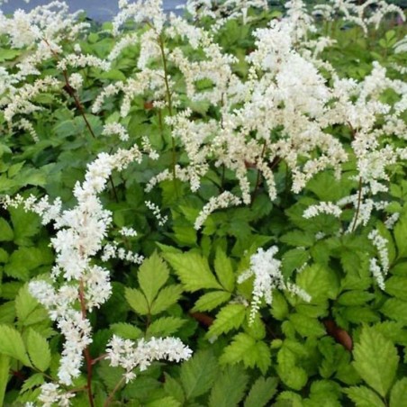 Astilbe Thunb. Prof. Van Der Wielen - Blanc