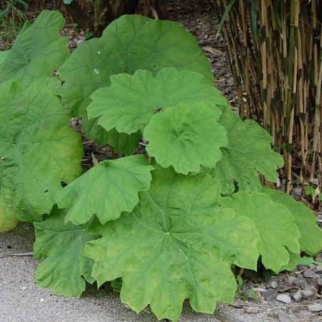 Astilboides Tabularis - Blanc