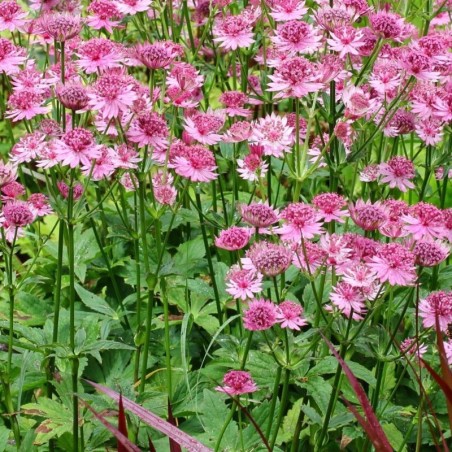 Astrantia Major - Rose