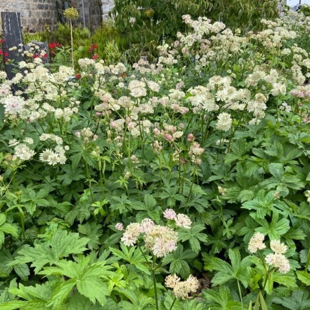 Astrantia Major Alba