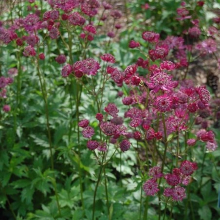 Astrantia Major Claret - Rouge