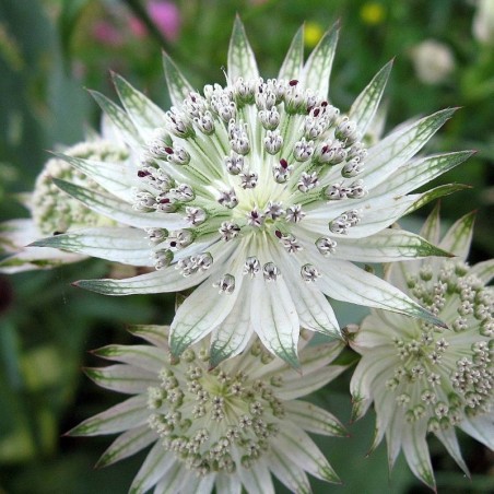 Astrantia Major Shaggy - Blanc