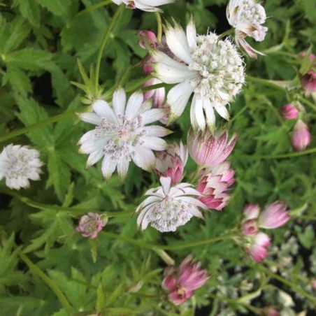 Astrantia Major Snow Queen - Blanc