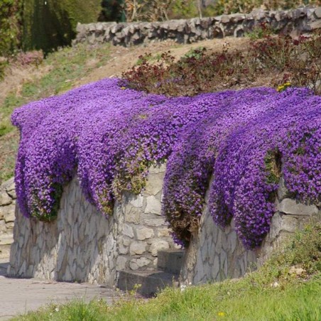 Aubrieta Cascade Blue - Bleu