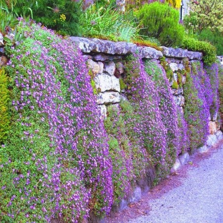 Aubrieta Cascade Purple - Violet
