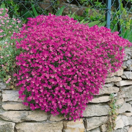 Aubrieta Cascade Red - Rouge