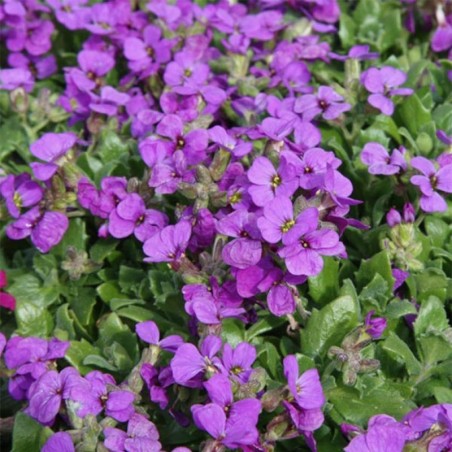 Aubrietia Hamburger Stadtpark - Violet