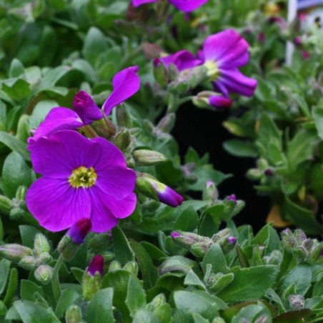 Aubrietia Kitte Blue - Bleu