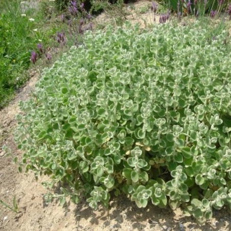 Ballota Pseudodictamnus - Rose