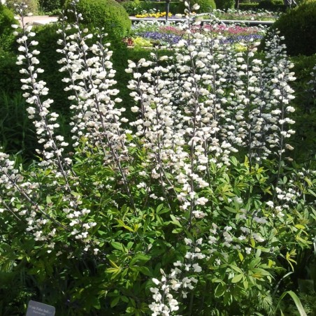 Baptisia Alba - Blanc