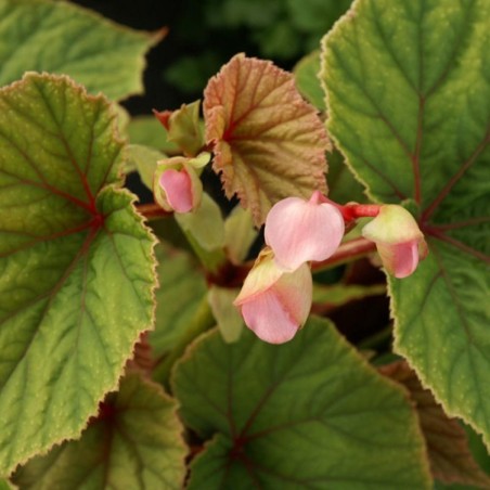 Begonia Grandis Var.Evansiana - Rose Clair