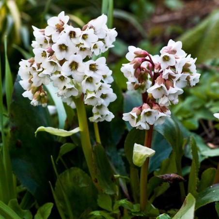 Bergenia Bressingham White - Blanc
