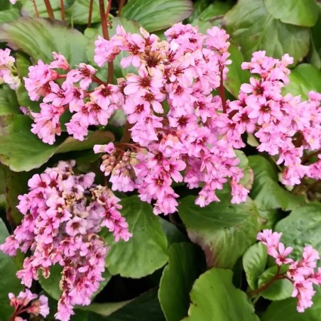 Bergenia Cordifolia Rotblum - Rouge