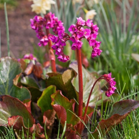 Bergenia Cordifolia Winterglow - Magenta