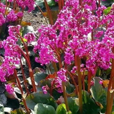 Bergenia Eroica - Rose