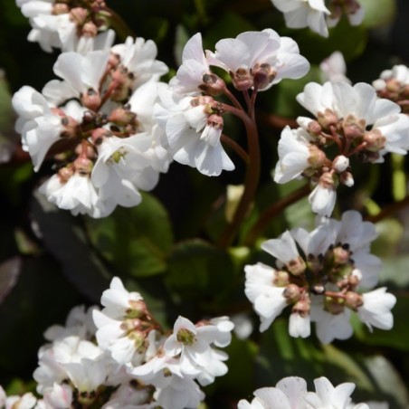 Bergenia Schneekristall