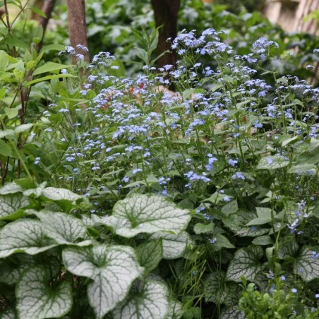 Brunnera Jack Frost® - Bleu