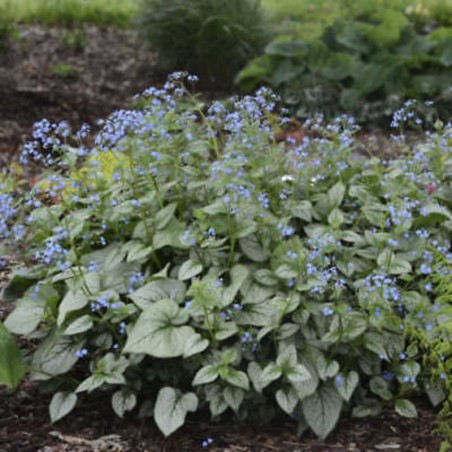 Brunnera Looking Glass® - Bleu