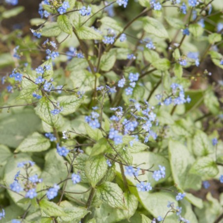 Brunnera Macrophylla - Bleu